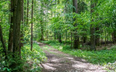 PAZ E CANTO NA FLORESTA