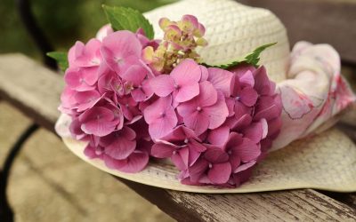 A MÁGOA DA HYDRANGEA